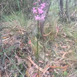 Dipodium roseum at Paddys River, ACT - 1 Jan 2017