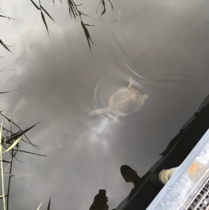 Chelodina longicollis at Paddys River, ACT - 1 Jan 2017 03:51 PM