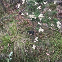 Pseudechis porphyriacus (Red-bellied Black Snake) at Tidbinbilla Nature Reserve - 1 Jan 2017 by AaronClausen