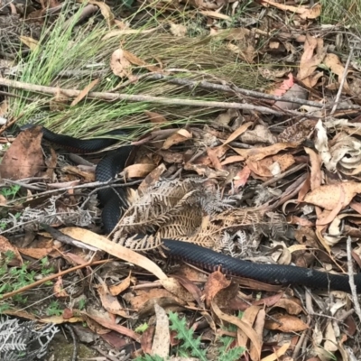 Pseudechis porphyriacus (Red-bellied Black Snake) at Tidbinbilla Nature Reserve - 1 Jan 2017 by AaronClausen