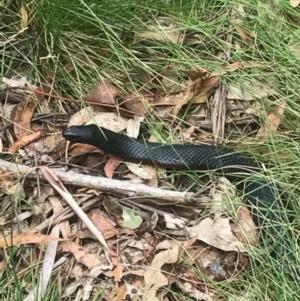 Pseudechis porphyriacus at Paddys River, ACT - 1 Jan 2017