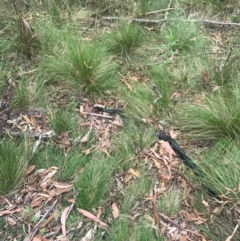 Pseudechis porphyriacus at Paddys River, ACT - 1 Jan 2017 03:53 PM