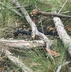 Pseudechis porphyriacus (Red-bellied Black Snake) at Paddys River, ACT - 1 Jan 2017 by AaronClausen