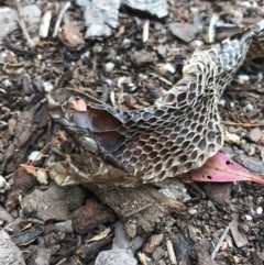 Pseudechis porphyriacus at Paddys River, ACT - 1 Jan 2017