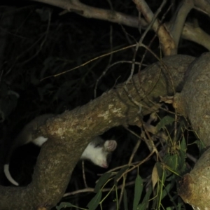 Pseudocheirus peregrinus at Greenleigh, NSW - 30 Nov 2015