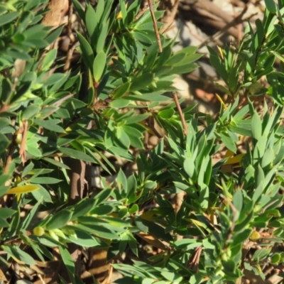 Styphelia triflora (Five-corners) at Greenleigh, NSW - 4 Dec 2015 by CCPK