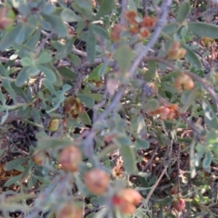 Hibbertia obtusifolia (Grey Guinea-flower) at Greenleigh, NSW - 4 Dec 2015 by CCPK