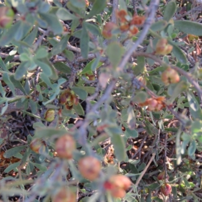 Hibbertia obtusifolia (Grey Guinea-flower) at Greenleigh, NSW - 4 Dec 2015 by CCPK