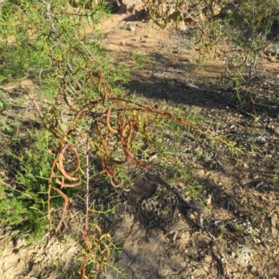 Acacia genistifolia (Early Wattle) at Greenleigh, NSW - 4 Dec 2015 by CCPK