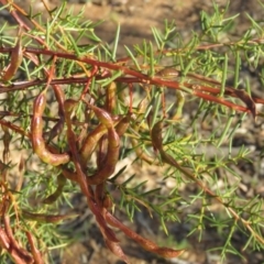 Acacia genistifolia at Greenleigh, NSW - 4 Dec 2015 06:16 PM