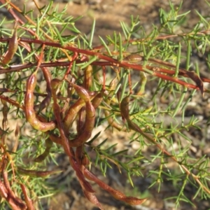 Acacia genistifolia at Greenleigh, NSW - 4 Dec 2015 06:16 PM