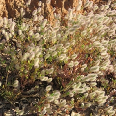 Trifolium arvense var. arvense (Haresfoot Clover) at Greenleigh, NSW - 4 Dec 2015 by CCPK
