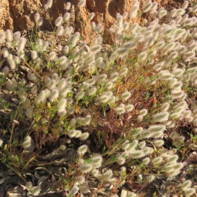 Trifolium arvense var. arvense (Haresfoot Clover) at Greenleigh, NSW - 4 Dec 2015 by CCPK