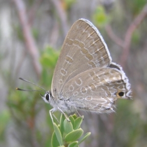 Jalmenus icilius at Kambah, ACT - 1 Jan 2017