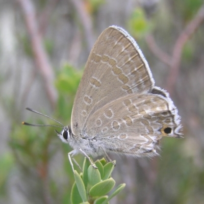 Jalmenus icilius (Amethyst Hairstreak) at Mount Taylor - 1 Jan 2017 by MatthewFrawley