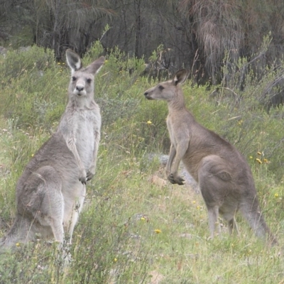 Macropus giganteus (Eastern Grey Kangaroo) at Kambah, ACT - 1 Jan 2017 by MatthewFrawley