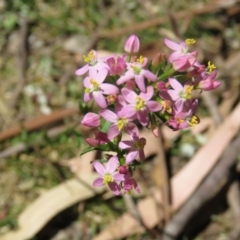 Centaurium sp. (Centaury) at Greenleigh, NSW - 12 Dec 2015 by CCPK