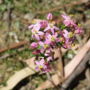 Centaurium sp. at Greenleigh, NSW - 12 Dec 2015