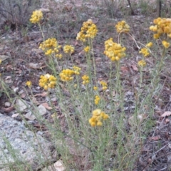 Chrysocephalum semipapposum (Clustered Everlasting) at Greenleigh, NSW - 13 Jan 2016 by CCPK