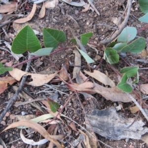 Hardenbergia violacea at Greenleigh, NSW - 14 Jan 2016 06:55 AM