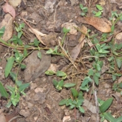 Einadia nutans (Climbing Saltbush) at Greenleigh, NSW - 13 Jan 2016 by CCPK