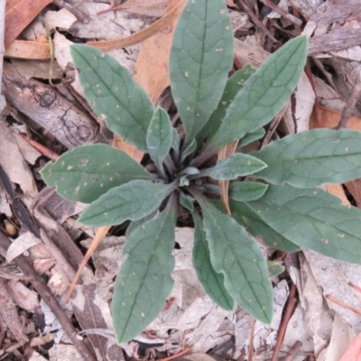 Unverified at Greenleigh, NSW - 15 Jan 2016 by CCPK