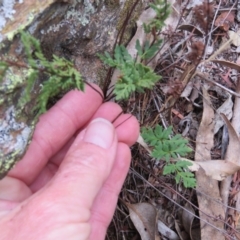 Cheilanthes sp. (Rock Fern) at Greenleigh, NSW - 15 Jan 2016 by CCPK