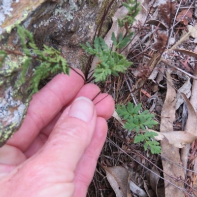 Cheilanthes sp. (Rock Fern) at Greenleigh, NSW - 15 Jan 2016 by CCPK