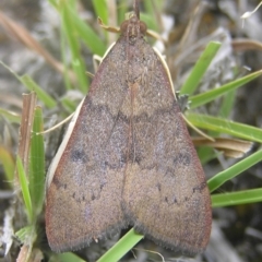 Uresiphita ornithopteralis (Tree Lucerne Moth) at Kambah, ACT - 1 Jan 2017 by MatthewFrawley