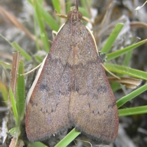 Uresiphita ornithopteralis at Kambah, ACT - 1 Jan 2017