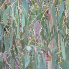 Caligavis chrysops (Yellow-faced Honeyeater) at Greenleigh, NSW - 25 Feb 2015 by CCPK