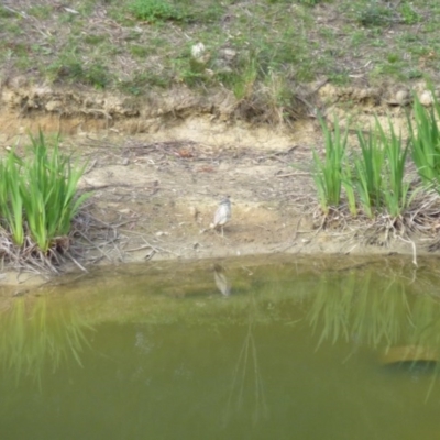 Nycticorax caledonicus (Nankeen Night-Heron) at Greenleigh, NSW - 28 Oct 2011 by CCPK