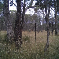 Unidentified at Mulligans Flat - 31 Dec 2016 by MulligansFlat1