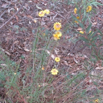 Unverified at Greenleigh, NSW - 13 Jan 2016 by CCPK
