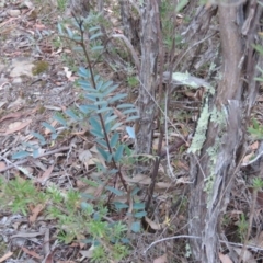 Indigofera australis subsp. australis (Australian Indigo) at Greenleigh, NSW - 13 Jan 2016 by CCPK