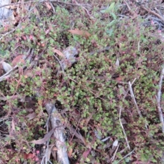 Einadia hastata (Berry Saltbush) at Greenleigh, NSW - 13 Jan 2016 by CCPK