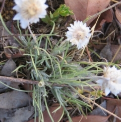 Leucochrysum albicans subsp. tricolor (Hoary Sunray) at Greenleigh, NSW - 13 Jan 2016 by CCPK