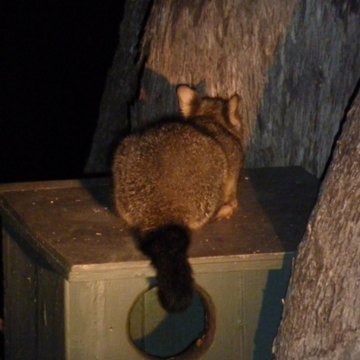 Trichosurus vulpecula (Common Brushtail Possum) at Greenleigh, NSW - 9 Nov 2010 by CCPK