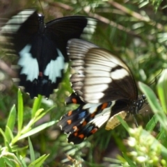 Papilio aegeus (Orchard Swallowtail, Large Citrus Butterfly) at Greenleigh, NSW - 20 Jan 2013 by CCPK