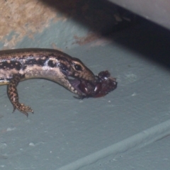 Eulamprus heatwolei (Yellow-bellied Water Skink) at Greenleigh, NSW - 31 Dec 2003 by CCPK