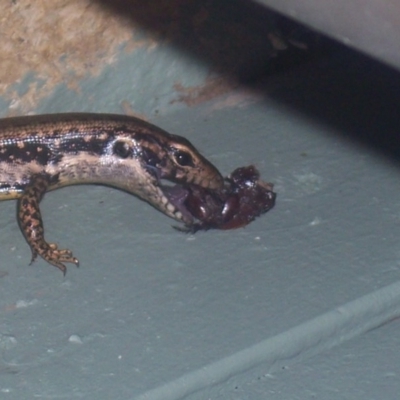 Eulamprus heatwolei (Yellow-bellied Water Skink) at Greenleigh, NSW - 31 Dec 2003 by CCPK