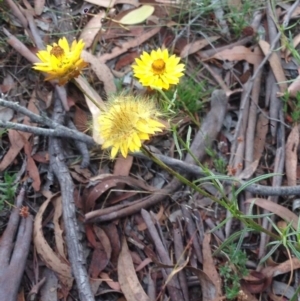 Xerochrysum viscosum at Burra, NSW - 1 Jan 2017