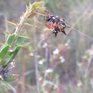 Austracantha minax at Burra, NSW - 1 Jan 2017 09:38 PM