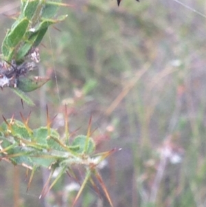 Austracantha minax at Burra, NSW - 1 Jan 2017 09:38 PM