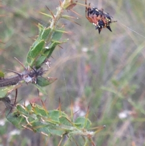 Austracantha minax at Burra, NSW - 1 Jan 2017 09:38 PM