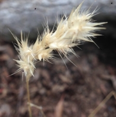 Rytidosperma sp. at Burra, NSW - 1 Jan 2017 09:38 PM