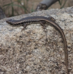 Eulamprus heatwolei (Yellow-bellied Water Skink) at Point Hut to Tharwa - 30 Nov 2016 by MichaelBedingfield