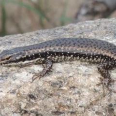 Eulamprus heatwolei at Paddys River, ACT - 30 Nov 2016 07:16 PM