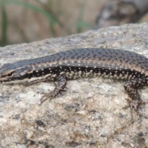 Eulamprus heatwolei at Paddys River, ACT - 30 Nov 2016 07:16 PM