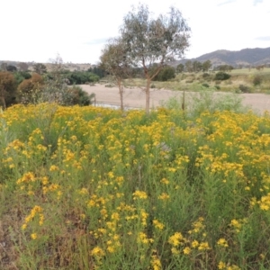 Hypericum perforatum at Point Hut to Tharwa - 30 Nov 2016